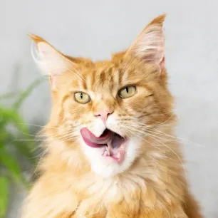 Bad Breath In Cats