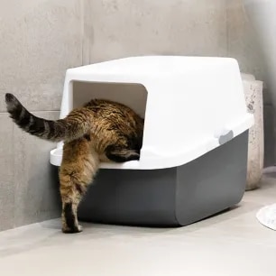 Blood in Cat Poo