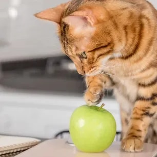 Can Cats Eat Apples?