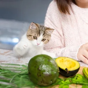 Can Cats Eat Avocado? 