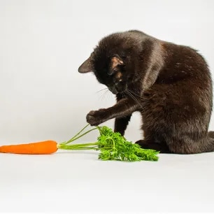 Can Cats Eat Carrots?