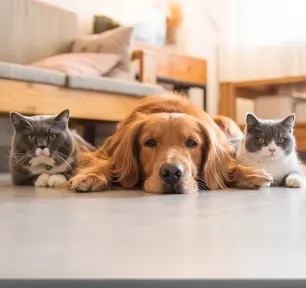 Can cats and dogs be friends?