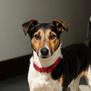 Bringing a Puppy Home, Their First Day Home & Tips for the Journey: Our Guide