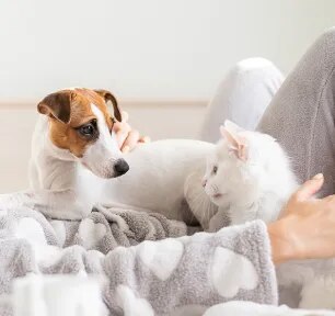 COVID-19 and Cats and Dogs: All You Need to Know