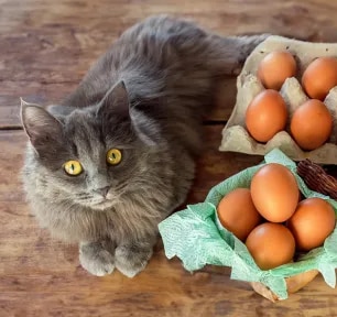 Can Cats Eat Eggs