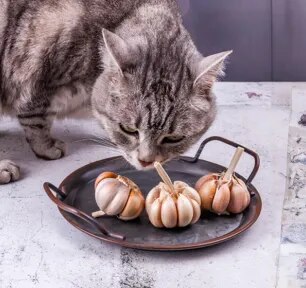 Can Cats Eat Garlic