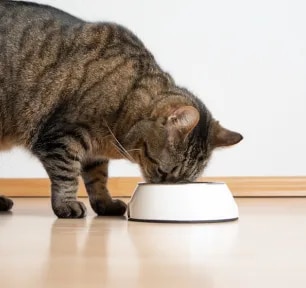 Can Cats Eat Mango