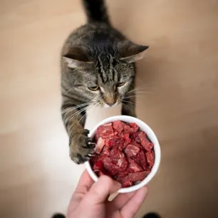 Can Cats Eat Raw Meat All About Raw Food Diets for Cats