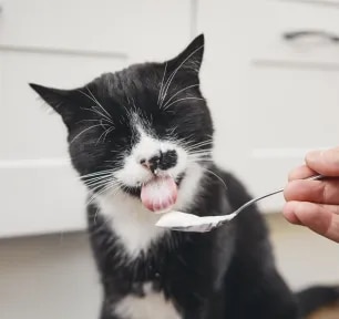 Can Cats Eat Yogurt