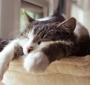 Can Cats Have Dreams and Nightmares