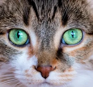Can Cats See Colour