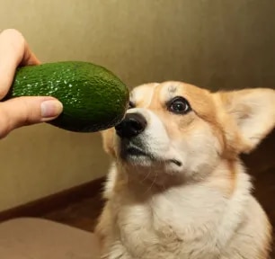 Can Dogs Eat Avocado
