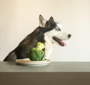 Can Dogs Eat Broccoli