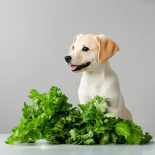 Can Dogs Eat Celery