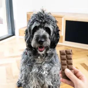 Can Dogs Eat Chocolate