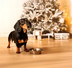 Can Dogs Eat Christmas Dinner?