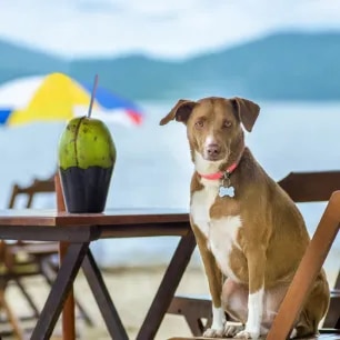Can Dogs Eat Coconut