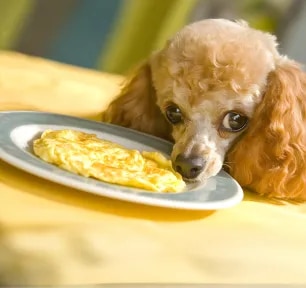 Can Dogs Eat Eggs