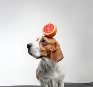 Can Dogs Eat Grapefruit