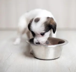 Can Dogs Eat Green Beans