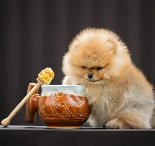 Can Dogs Eat Honey