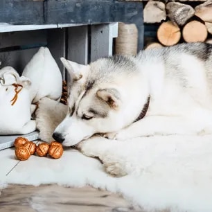 Can Dogs Eat Nuts