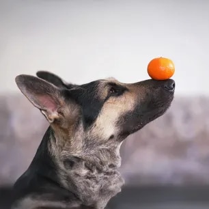 Can Dogs Eat Oranges