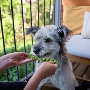 Can Dogs Eat Peas