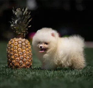 Can Dogs Eat Pineapple