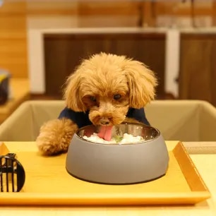 Can Dogs Eat Rice