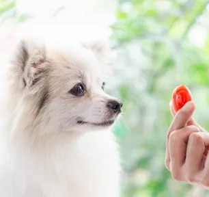 Can Dogs Eat Tomatoes?