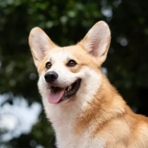 Can Dogs Laugh And Smile?