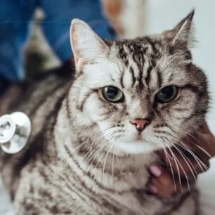 Cancer in Cats – Symptoms and Treatment