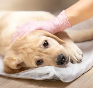 Canine Parvovirus: What Is Parvo & Can Humans Get It