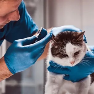 Cat Ear Infections and Common Ear Problems