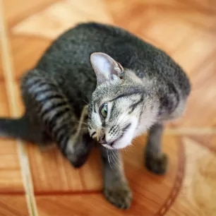 Cat Fleas - Causes, Prevention and Treatment