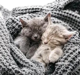 Cat Labour and Giving Birth.