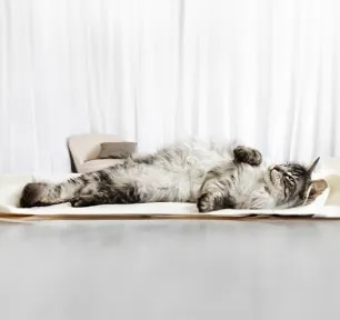 Cat Pregnancy Information & Advice