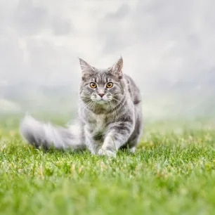 Cat Proofing Your Garden