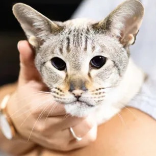 Coping with Blindness in Cats