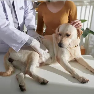 Cushing’s Disease in Dogs Symptoms and Treatment.