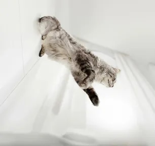 Do Cats Always Land on Their Feet?
