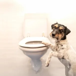 Dog Constipation Everything You Need to Know