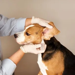 Dog Ear Infections and Other Ear Problems Symptoms, Causes & Treatment