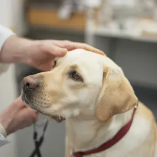 Ear Mites in Dogs: Symptoms and Treatment