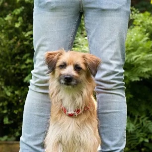 Enriching You and Your Dog’s Life