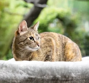Essential Information for Breeding Cats