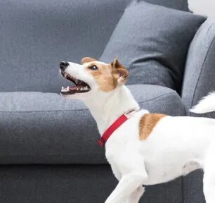 Excessive Dog Barking: Causes & Ways to Stop It
