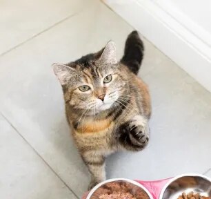 Feeding Your Cat During Pregnancy
