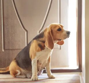 Feeding Your Dog During Pregnancy